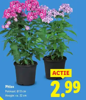 Lidl Phlox aanbieding