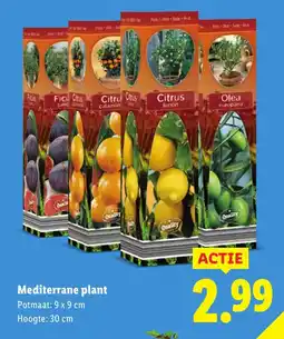 Lidl Mediterrane plant aanbieding