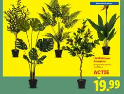 Lidl LIVARNO home Kunstplant aanbieding