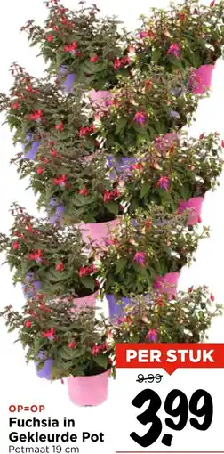 Vomar Voordeelmarkt Fuchsia in Gekleurde Pot aanbieding