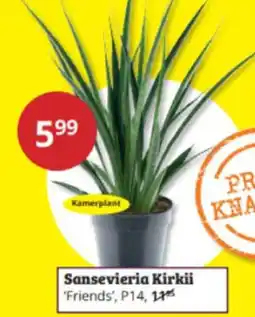 Tuinland Sansevieria Kirkii Friends aanbieding