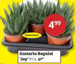 Tuinland Gasteria Beguini Joy aanbieding