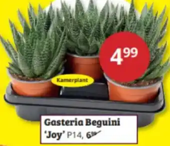 Tuinland Gasteria Beguini Joy aanbieding
