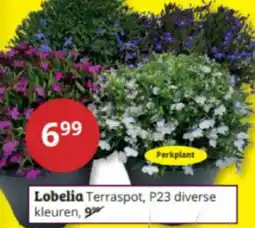 Tuinland Lobelia aanbieding