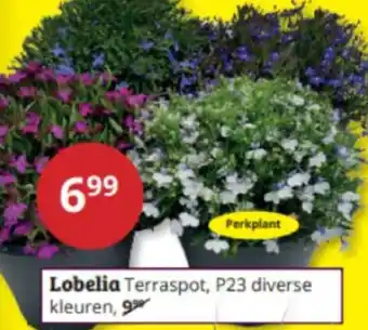 Tuinland Lobelia aanbieding