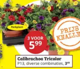 Tuinland Calibrachoa Tricolor aanbieding
