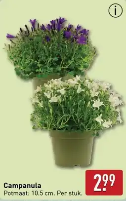 ALDI Campanula aanbieding