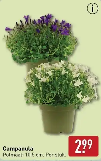 ALDI Campanula aanbieding