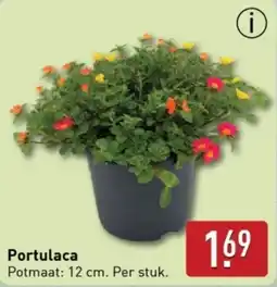 ALDI Portulaca aanbieding
