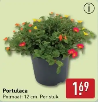 ALDI Portulaca aanbieding