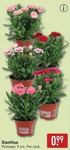 ALDI Dianthus aanbieding