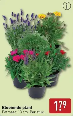 ALDI Bloeiende plant aanbieding