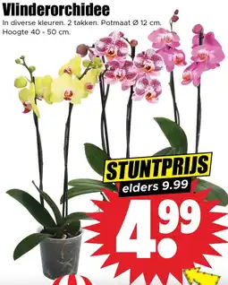 Dirk Vlinderorchidee aanbieding