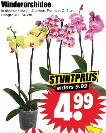 Dirk Vlinderorchidee aanbieding