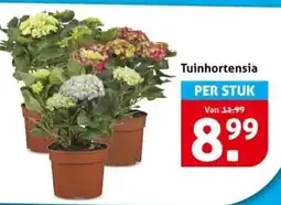 Hoogvliet Tuinhortensia aanbieding