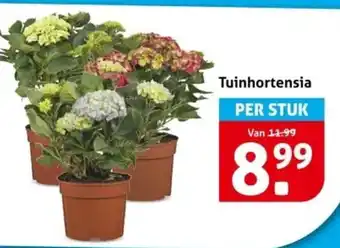 Hoogvliet Tuinhortensia aanbieding