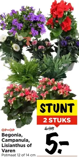 Vomar Voordeelmarkt Begonia, Campanula, Lisianthus of Varen aanbieding