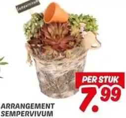 Dekamarkt Arrangement sempervivum aanbieding