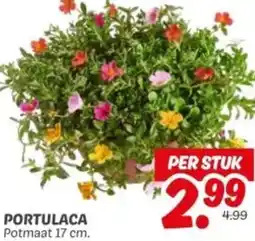 Dekamarkt Portulaca aanbieding