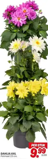 Dekamarkt Dahlia XXL aanbieding