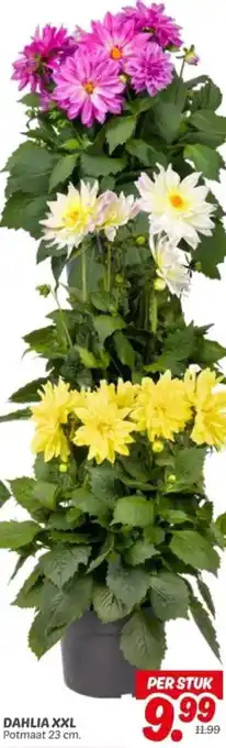 Dekamarkt Dahlia XXL aanbieding