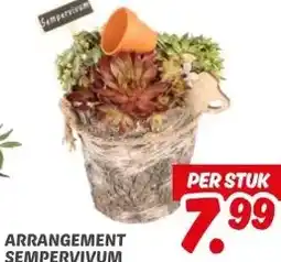 Dekamarkt 11.99 ARRANGEMENT SEMPERVIVUM aanbieding