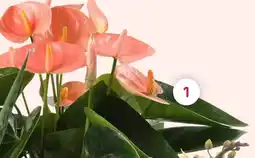 Coppelmans 1. Anthurium aanbieding
