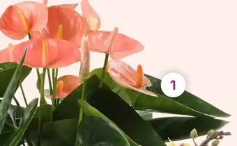 Coppelmans 1. Anthurium aanbieding