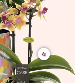 Coppelmans 4. Phalaenopsis Mini aanbieding