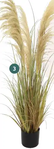 Coppelmans 3. Pampas kunstplant aanbieding