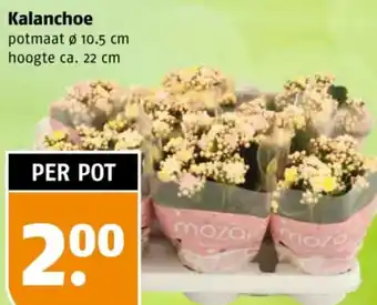 Poiesz Kalanchoe aanbieding