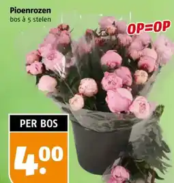 Poiesz Pioenrozen aanbieding