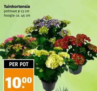 Poiesz Tuinhortensia aanbieding