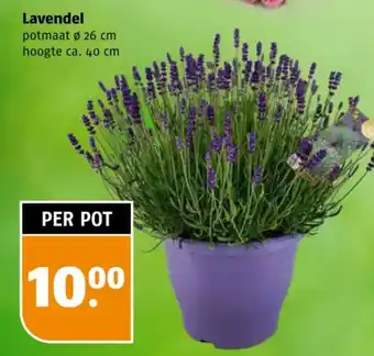 Poiesz Lavendel aanbieding