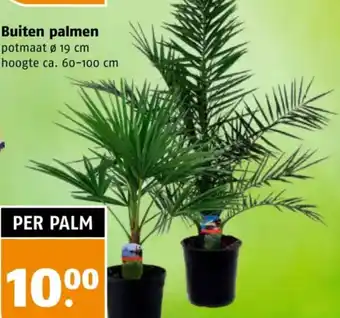 Poiesz Buiten palmen aanbieding