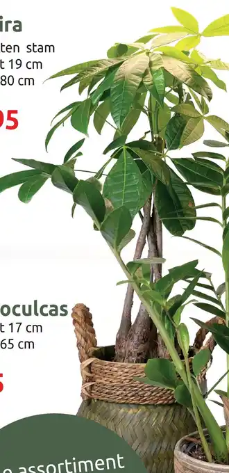 Deka Tuin Pachira aanbieding