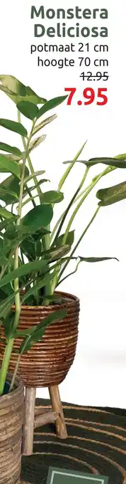 Deka Tuin Monstera Deliciosa aanbieding