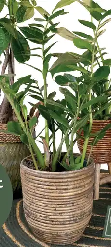 Deka Tuin Zamioculcas aanbieding