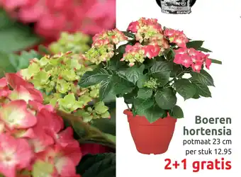 Deka Tuin Boeren hortensia aanbieding
