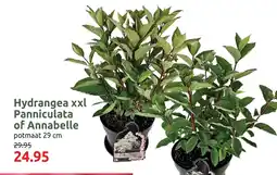 Deka Tuin Hydrangea xxl Panniculata of Annabelle aanbieding