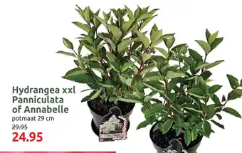 Deka Tuin Hydrangea xxl Panniculata of Annabelle aanbieding