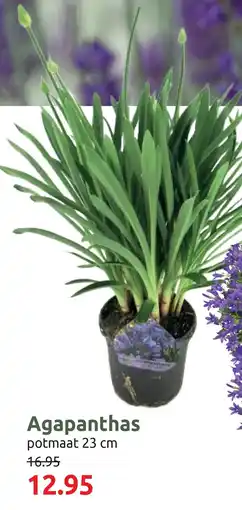 Deka Tuin Agapanthas aanbieding