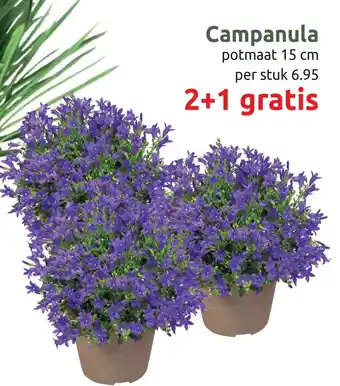 Deka Tuin Campanula aanbieding