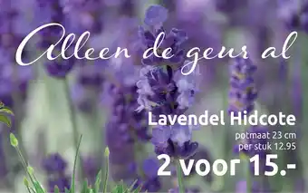 Deka Tuin Lavendel Hidcote aanbieding