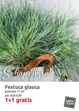 Deka Tuin Schapengras Festuca glauca aanbieding