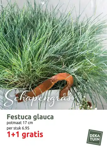 Deka Tuin Schapengras Festuca glauca aanbieding