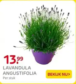 Praxis Lavandula angustifolia aanbieding