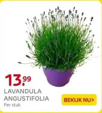 Praxis Lavandula angustifolia aanbieding