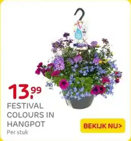 Praxis Festival colours in hangpot aanbieding