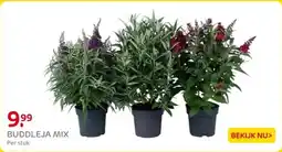 Praxis Buddleja mix aanbieding